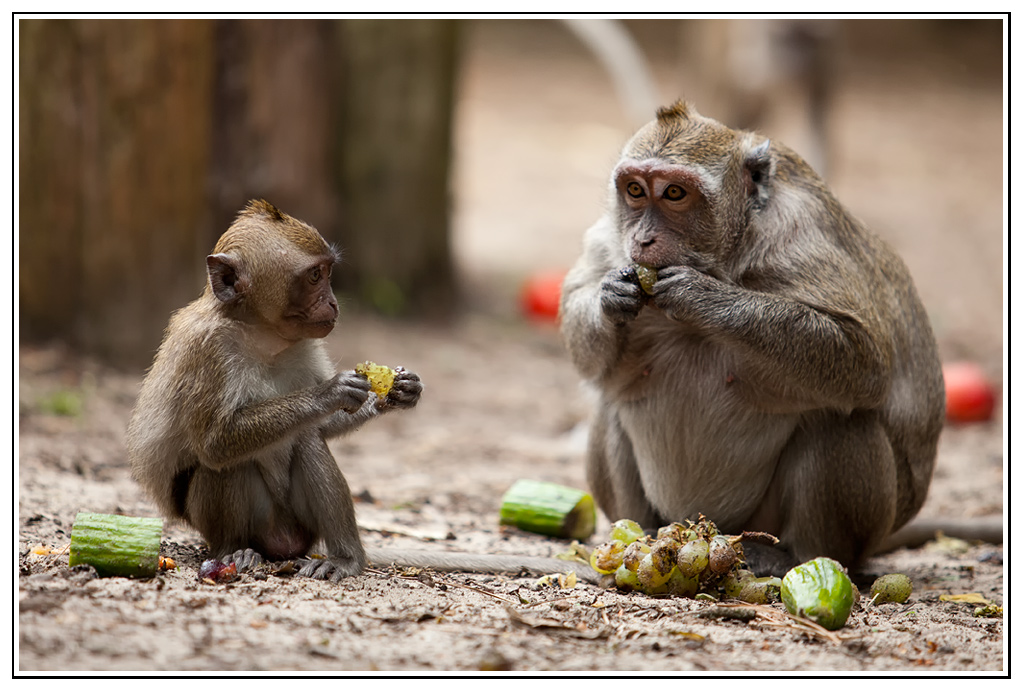 macaque (10).jpg - Apprentissage avec Bouboule